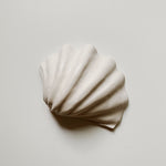 Load image into Gallery viewer, Shell for jewelry
